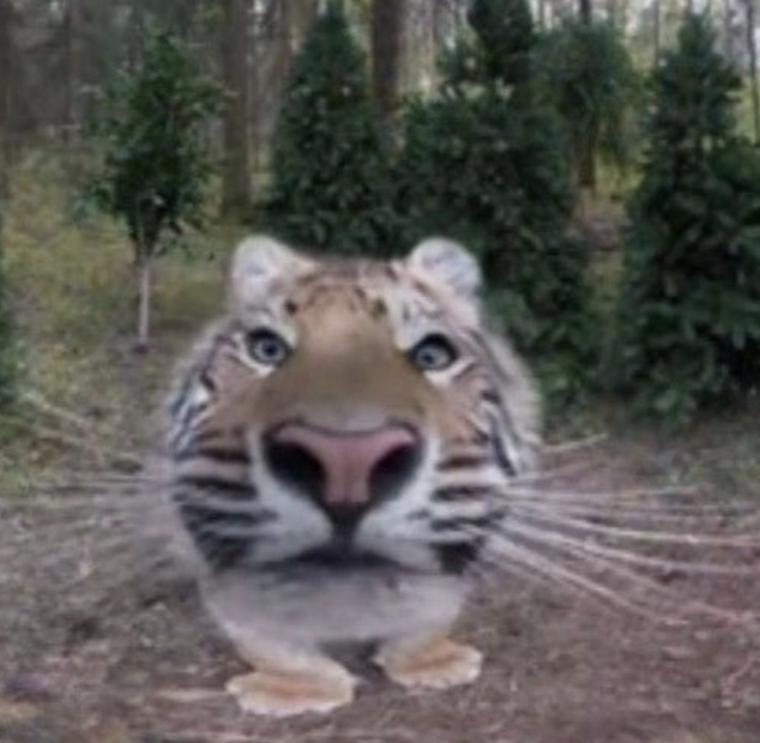 Devastated Tiger