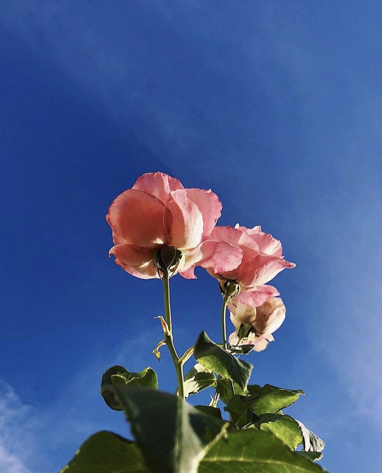 Pink roses under the blue sky
