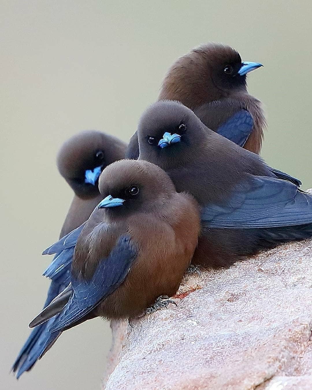 little woodswallows