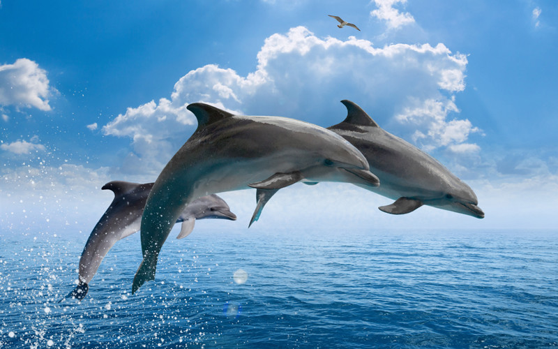 sea dolphins